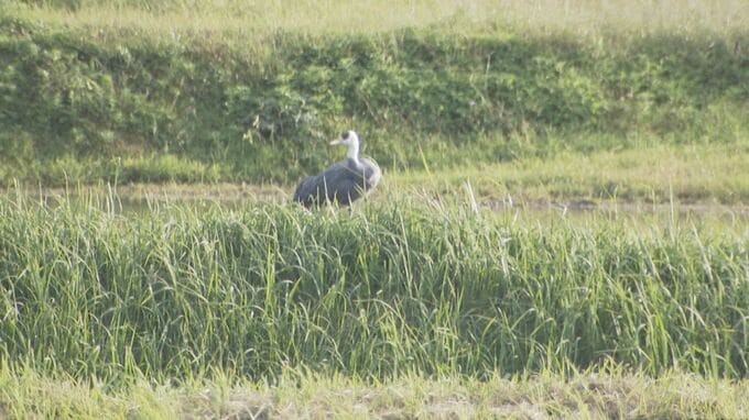 ６年ぶりに保護ヅル放鳥へ「また来年ほかのツルを連れて八代に来てくれたら」2021年に運ばれた3羽　山口|TBS NEWS DIG