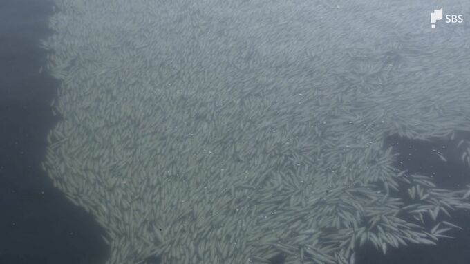 「不思議というか気味悪い」ボラなど数十万匹の魚が大量死　干満の影響を受けた酸欠が原因か＝浜松市西区|TBS NEWS DIG
