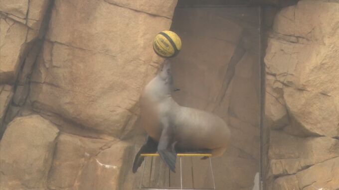 産休から復帰…カリフォルニアアシカパフォーマンス再開　|　BSSニュース | BSS山陰放送