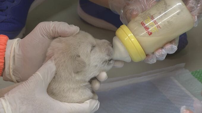 動物とふれあいを　動物愛護フェスティバル　子犬のお世話体験も|TBS NEWS DIG