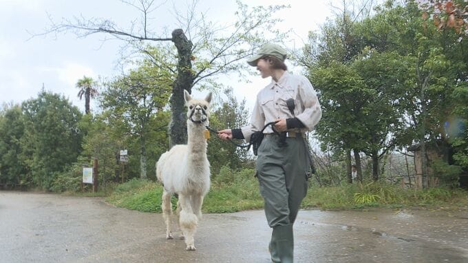 アルパカの健康を守る　クラウドファンディング活用　ときわ動物園　山口・宇部|TBS NEWS DIG
