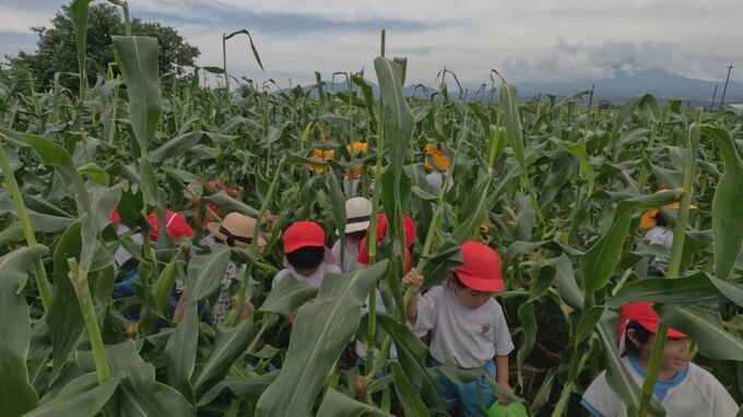収穫直前、約3000本トウモロコシ盗難被害の農園　１年越しの「園児収穫」　|　BSSニュース | BSS山陰放送