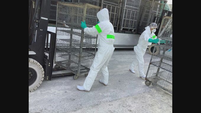 茨城の大規模養鶏場で鳥インフル　約111万羽を殺処分　全国で3番目に多い規模|TBS NEWS DIG