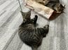 室内飼い率"8割"超え！昔はネズミ、今は…？令和の「猫のおみやげ事情」愛猫の"かまって"サインの秘密とは　|　富山のニュース｜天気・防災｜チューリップテレビ