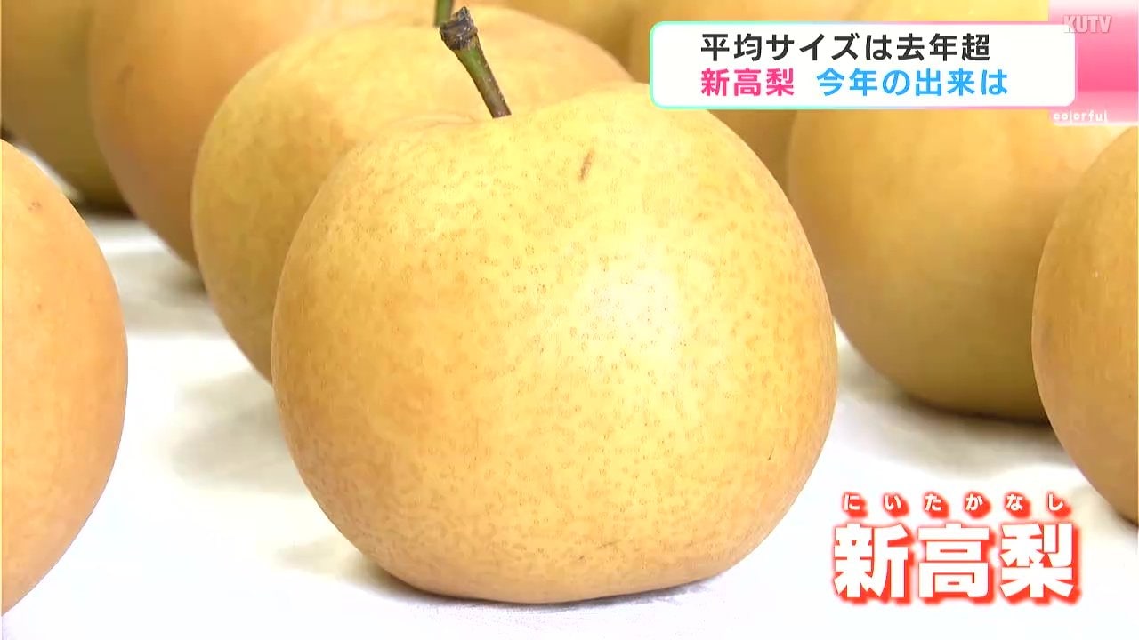 マロン　新高梨 2025-お【家庭用】新高梨 5〜7玉入(3.7kg)【送料込み】 – 森本果樹園