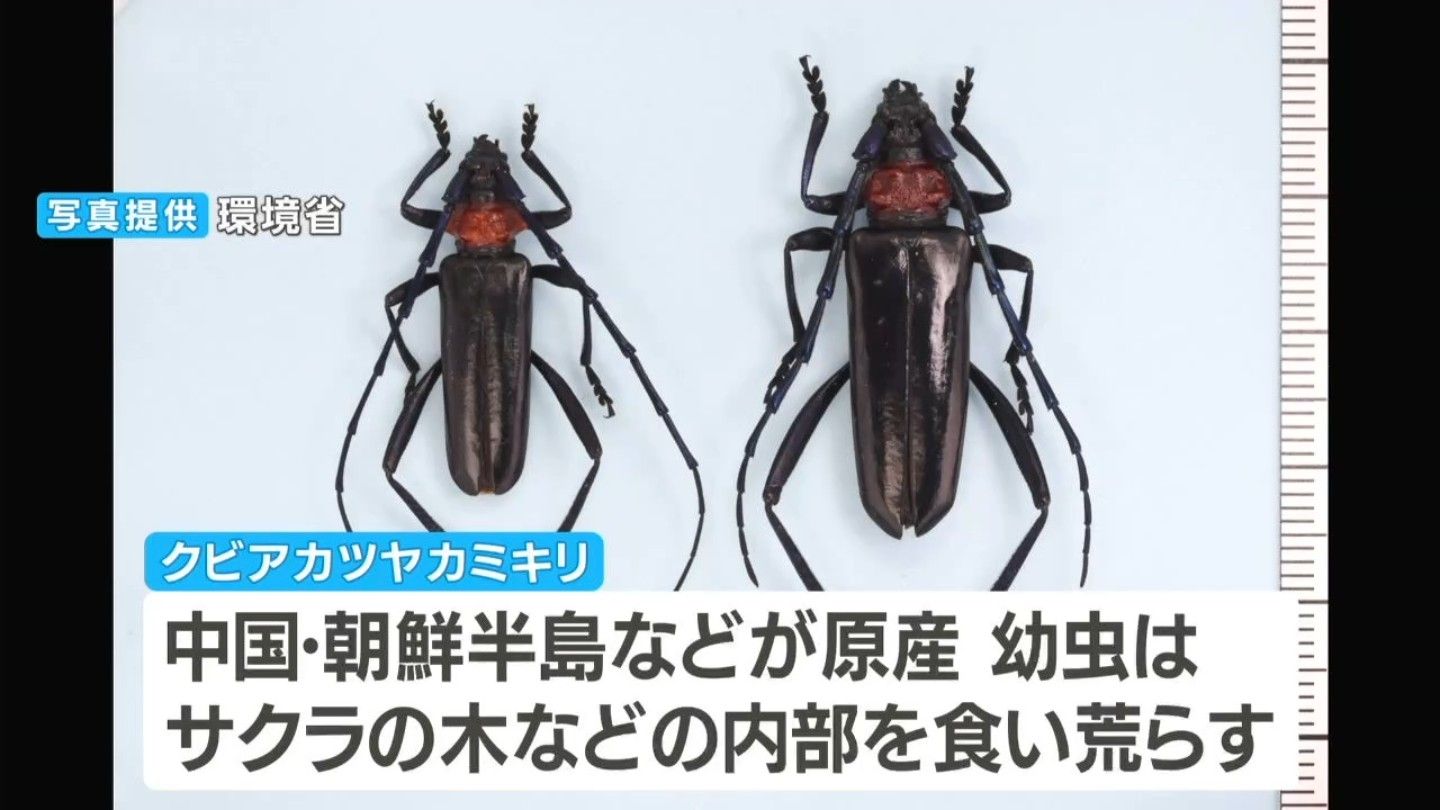 県内初確認】「クビアカツヤカミキリ」による被害 岡山後楽園周辺 注意