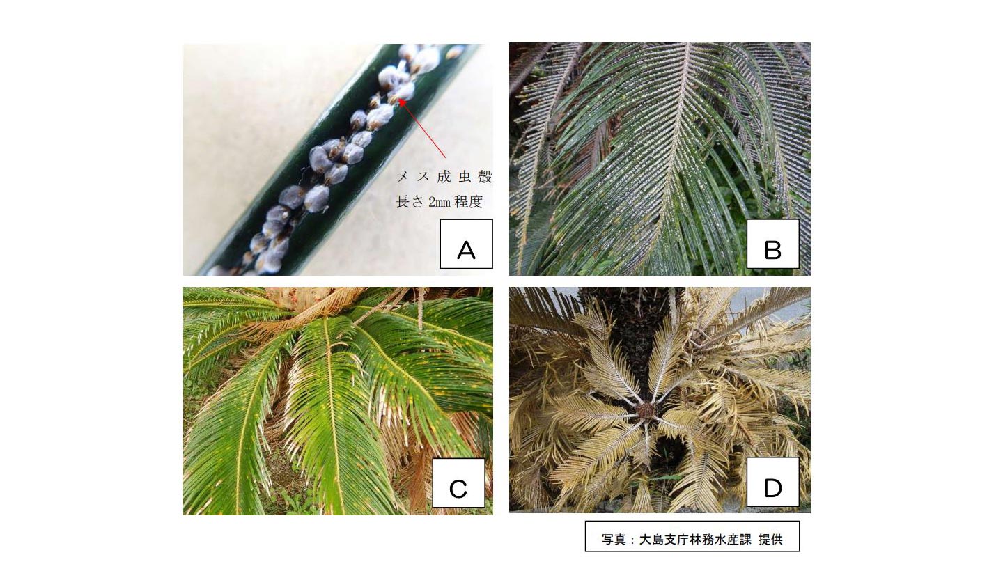 国内初確認の外来種と判明 奄美ソテツに被害カイガラムシ 鹿児島