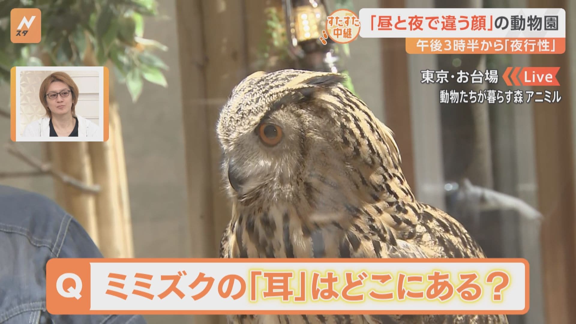 ミミズクの耳はどこにある？！昼と夜で触れ合える動物が違う お台場の