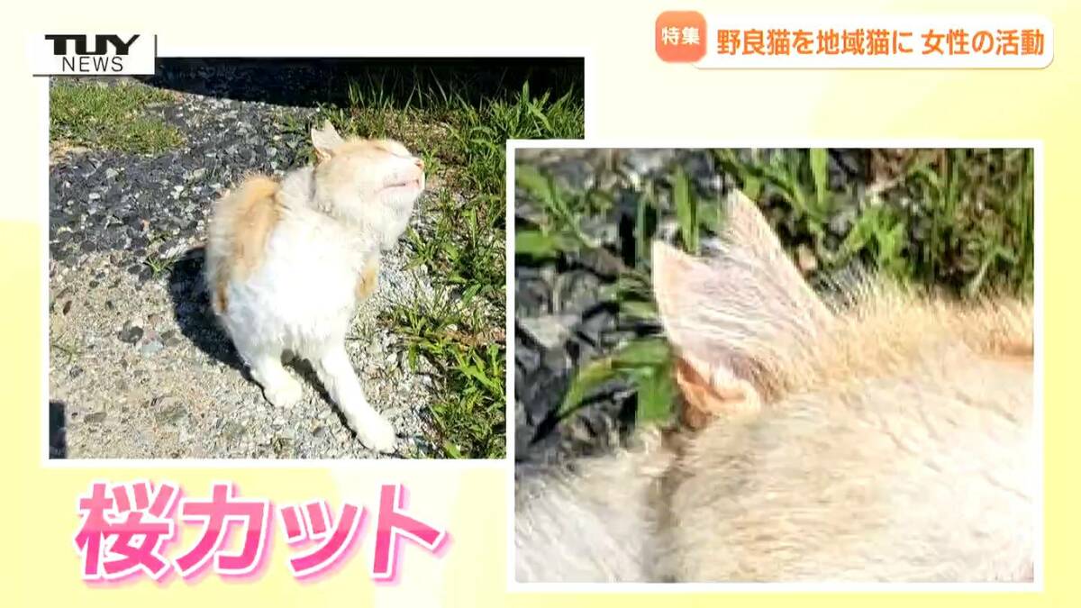 独自】人とネコの共生を目指して1000匹のノラ猫を処置「耳の桜カットは