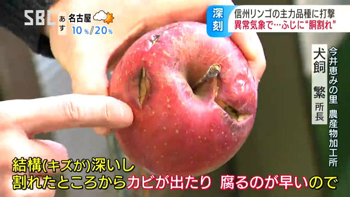 りんご様確認用 感謝りんご / 光センサー選別品 】 りんご サンふじ 訳あり 5kg （ 12