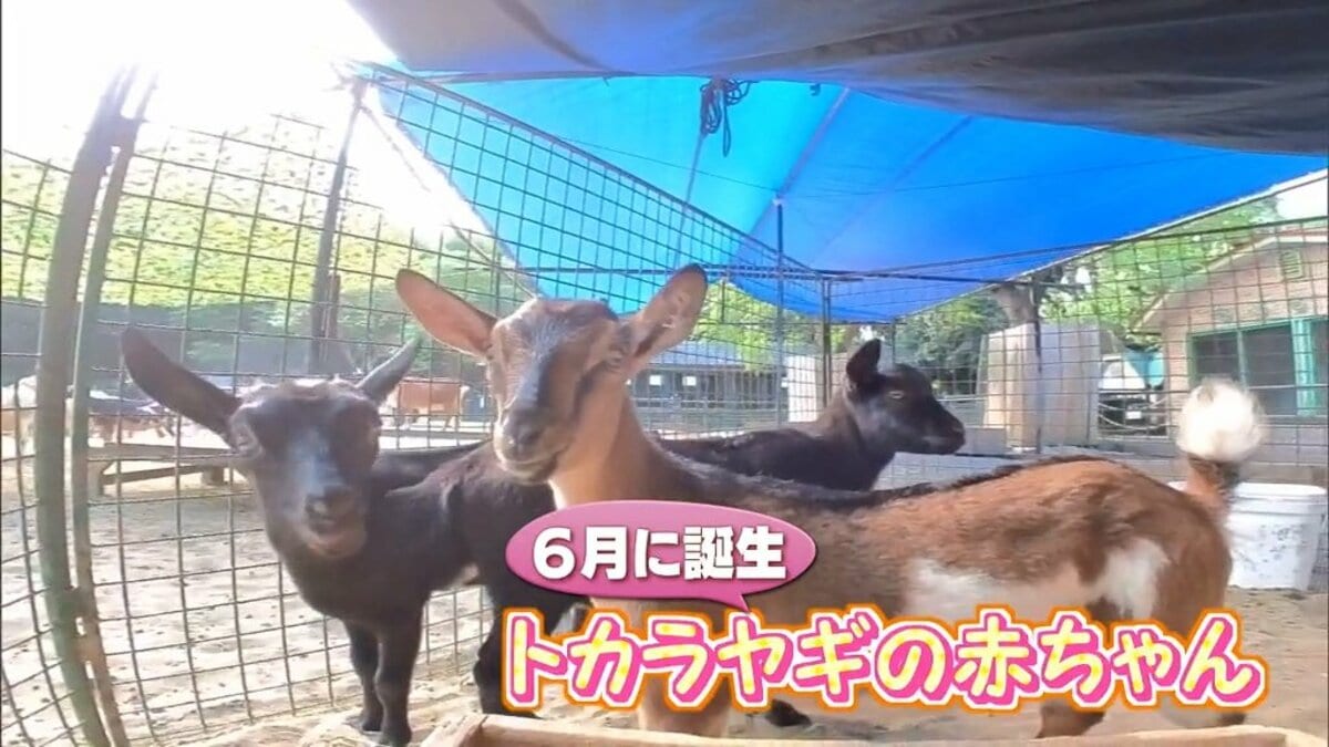 ヤギの3つ子の赤ちゃんの一般公開始まる 宮崎市フェニックス自然動物園 