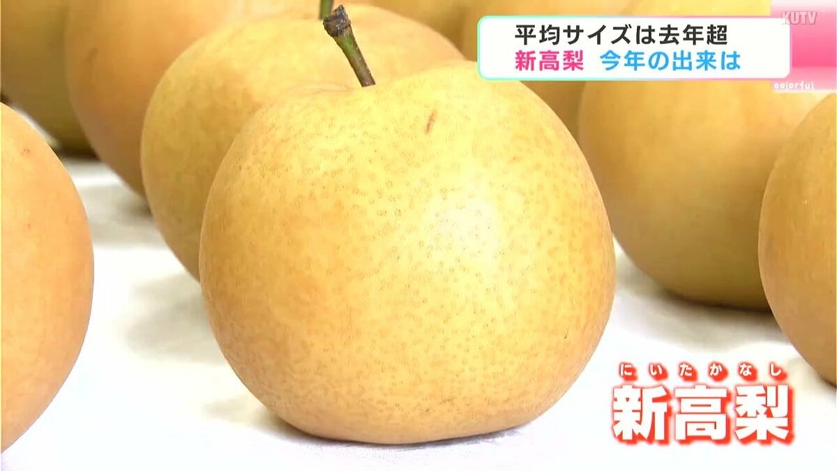 秋の味覚『新高梨』　猛暑の影響少なく平均サイズは800グラムほどで去年上回る　2025年の出来は