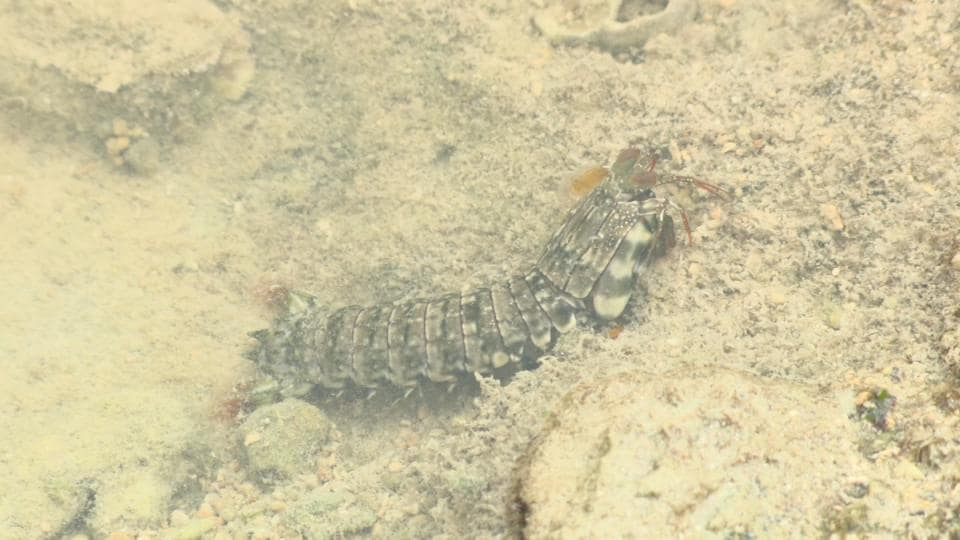 覚えよう！ 海の生き物の「毒あり、毒なし」見分けるポイント【夏休みのしおり】