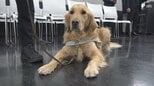 盲導犬の育成拠点「富士ハーネス」に自動車販売会社が募金と支援金を贈呈=静岡|TBS NEWS DIG
