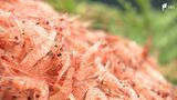 近年まれにみる豊漁「操業規制の成果」 “駿河湾サクラエビ”  価格下がり店も客もニンマリ|TBS NEWS DIG