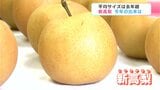 秋の味覚『新高梨』 猛暑の影響少なく平均サイズは800グラムほどで去年上回る 2025年の出来は | 高知のニュース・天気|KUTV NEWS | KUTVテレビ高知