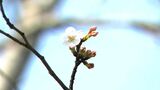 鹿児島市で18日ぶり20度超 甲突川の桜はつぼみがピンク色 一気に開花へ | 鹿児島のニュース|MBC NEWS|南日本放送