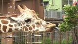 キリンの口には上の歯がない!子どもたちがキリンの生態学ぶ | 沖縄のニュース|RBC 琉球放送