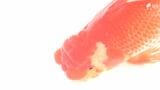 「きらきらしてる」優雅に泳ぐ自慢の金魚の品評会 猛暑の影響で生育難も元気に成長=浜松市 | 静岡のニュース | SBSNEWS | 静岡放送