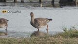 米子水鳥公園でのもっとも早い「初雁」 秋の深まり告げるヒシクイの飛来確認 鳥取県米子市|TBS NEWS DIG