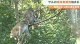 高崎山でサルの個体数調査始まる 大分 | 大分のニュース|OBS NEWS|大分放送