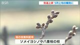 「職場にも置いておきたい」観桜会を前に高田城址公園で“桜の枝”を無料配布 新潟県上越市 | 新潟のニュース・天気|BSN NEWS|BSN新潟放送