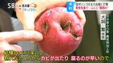 リンゴ「ふじ」の胴割れ被害相次ぐ…加工にすら回せず…高温と11月の豪雨の影響か?「雨を一気に吸って膨張してパチンって壊れた状態…」収穫できず地面が赤いじゅうたんに | SBC NEWS | 長野のニュース | SBC信越放送