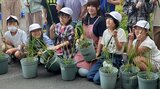 「畳や工芸品にしたい」七島イの植え付け 小学生が体験 大分 | 大分のニュース|OBS NEWS|大分放送