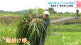 夏告げる「輪抜け様」へ 神職らが挑む直径2mの茅の輪作り【高知】|TBS NEWS DIG