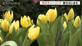 秋にチューリップとハロウィンを楽しむ チューリップ球根のトイカプセルも人気|TBS NEWS DIG