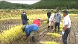 「何ものせないですぐ食べたい」消費者が稲刈り体験 宮城県 | 宮城のニュース│tbc NEWS│tbc東北放送