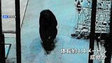 群馬・沼田市のスーパーにクマ侵入 写真公開 70代男性客など2人が襲われけが 命に別状なし|TBS NEWS DIG