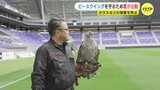 新スタジアムを守るのは「篤姫」　カラスなどの被害対策にタカが活躍　エディオンピースウイング広島　|　RCC NEWS | 広島ニュース | RCC中国放送