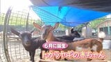 ヤギの3つ子の赤ちゃんの一般公開始まる 宮崎市フェニックス自然動物園 | MRTニュース | MRT宮崎放送