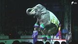 「ありがとう磐田」木下大サーカスの磐田公演が千秋楽 のべ16万5000人が夢の舞台を楽しむ＝静岡　|　静岡のニュース | SBSNEWS | 静岡放送