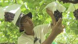 「着色してくれないと出荷できない」猛暑がブドウにも影響 高温対策に追われる農家 | 山梨のニュース | UTYテレビ山梨