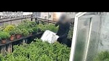 防犯カメラに「盆栽泥棒」 高価な盆栽ばかり狙う 海外でも人気で価格上昇 10年で全国20億円の窃盗被害|TBS NEWS DIG