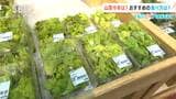 山菜の今年の傾向は？【くらピタ！】道の駅に春の味覚がズラリ　おすすめの食べ方は？長野|TBS NEWS DIG