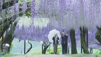 「幻想的で圧倒された」日本一の種類を誇るといわれる和気町の「藤まつり」紫、白、ピンクに咲き乱れる【岡山】　|　ニュース 岡山・香川 | RSK山陽放送