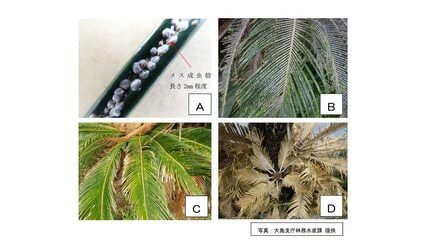 国内初確認の外来種と判明 奄美ソテツに被害カイガラムシ 鹿児島