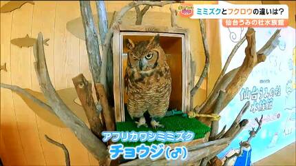 フクロウとミミズクの違いってなに 水族館の入口で「アフリカ
