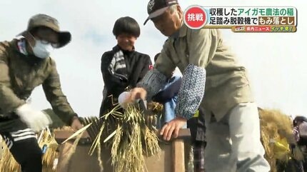 小学生が稲穂からもみを落とす作業『脱穀』体験 「千歯こき」や