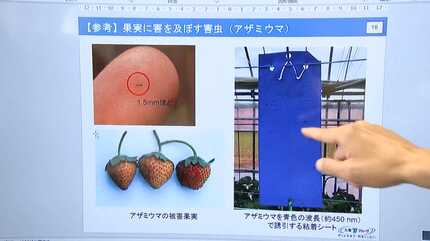 超促成栽培・9月末から収穫できるイチゴ オール電化栽培2年目は 価格