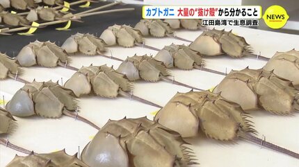 カブトガニ　脱皮殻　約40cm  超美品 Yahoo!オークション - 国産 カブトガニ 脱皮殻 貴重 標本 甲殻類