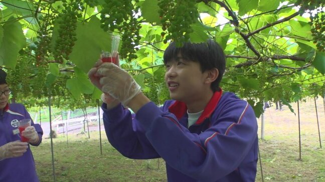 ブドウの一大産地で中学生が農業体験 デラウェアのジベレリン処理を学ぶ 山梨・甲州市|TBS NEWS DIG