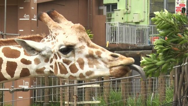 キリンの口には上の歯がない!子どもたちがキリンの生態学ぶ|TBS NEWS DIG