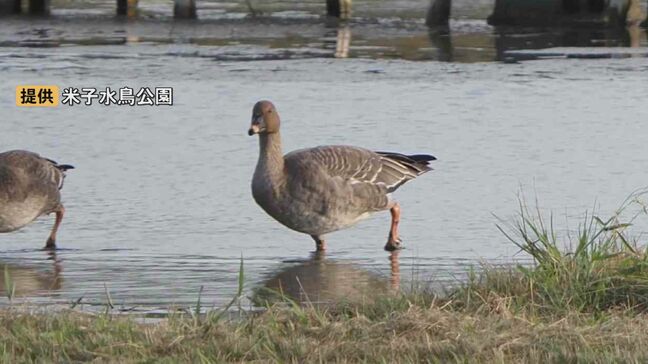 米子水鳥公園でのもっとも早い「初雁」　秋の深まり告げるヒシクイの飛来確認　鳥取県米子市|TBS NEWS DIG