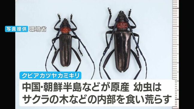 【県内初確認】「クビアカツヤカミキリ」による被害　岡山後楽園周辺　注意呼びかけ|TBS NEWS DIG