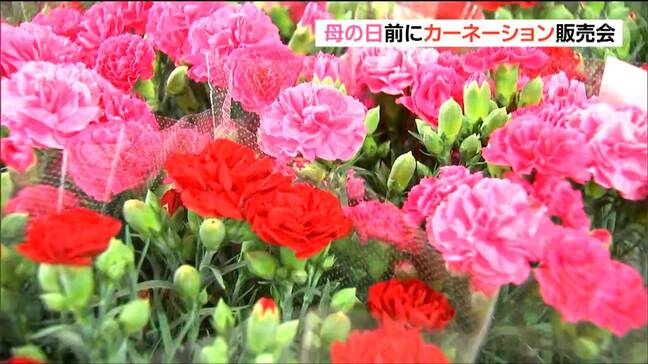「母の日」に見ごろ迎えるよう温度調節して栽培 2000鉢の鉢植えカーネーション 市価より3割安で展示販売 宮城・柴田町|TBS NEWS DIG