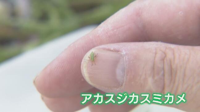 高騰続くコメ価格にカメムシ被害が拍車か…富山県が虫の発生状況を把握へ「斑点米」忍び寄る|TBS NEWS DIG